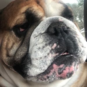 Meet your Posher, Scotty